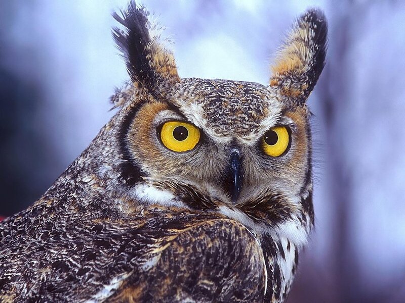 Great Horned Owl — Beak