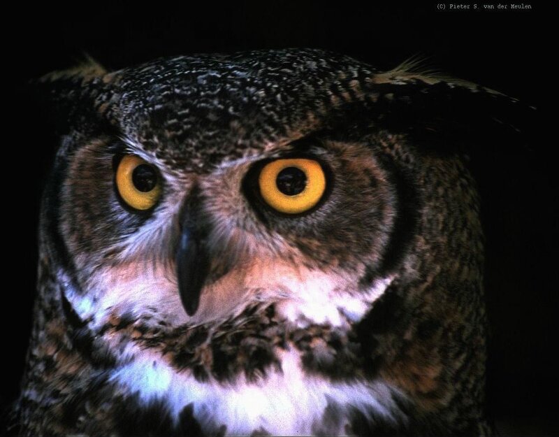 Great Horned Owl — Black