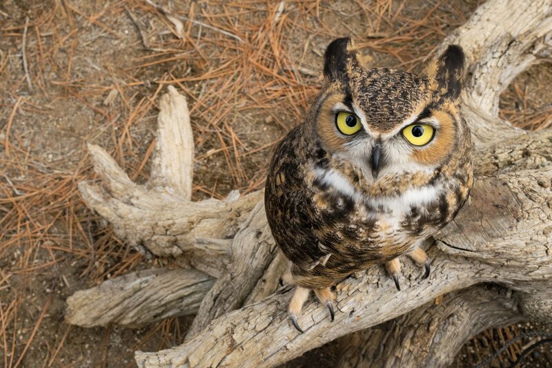 Great Horned Owl — Brown, Alert, Afternoon