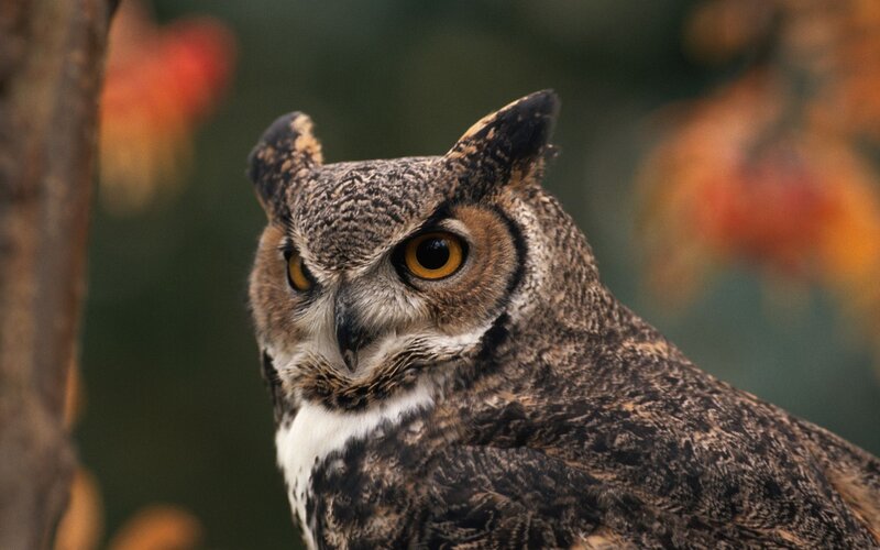 Great Horned Owl — Brown, Alert, Autumn