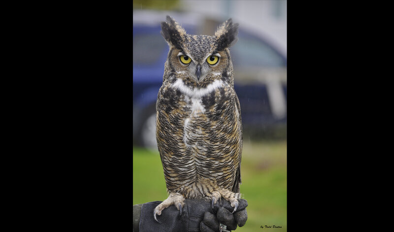 Great Horned Owl — Brown, Alert, Photograph