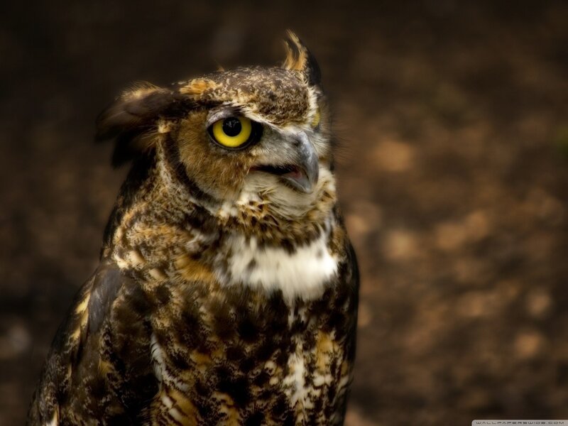 Great Horned Owl — Brown, Alert, Photograph, Yellow Eyes, Feathers, Beak