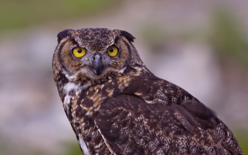 Great Horned Owl — Brown, Alert, Photograph, Yellow Eyes, Feathers