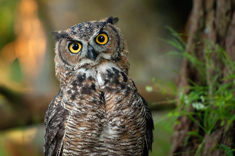 Great Horned Owl — Brown, Alert