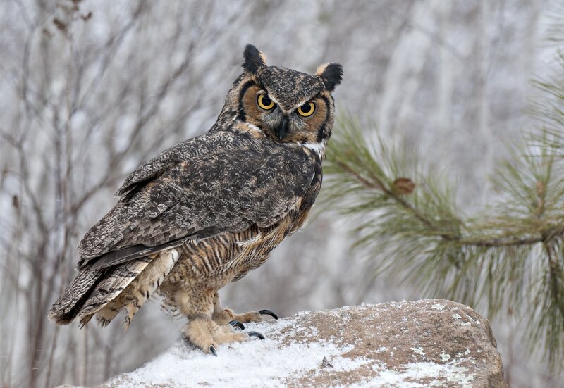 Great Horned Owl — Brown, Alert, Winter
