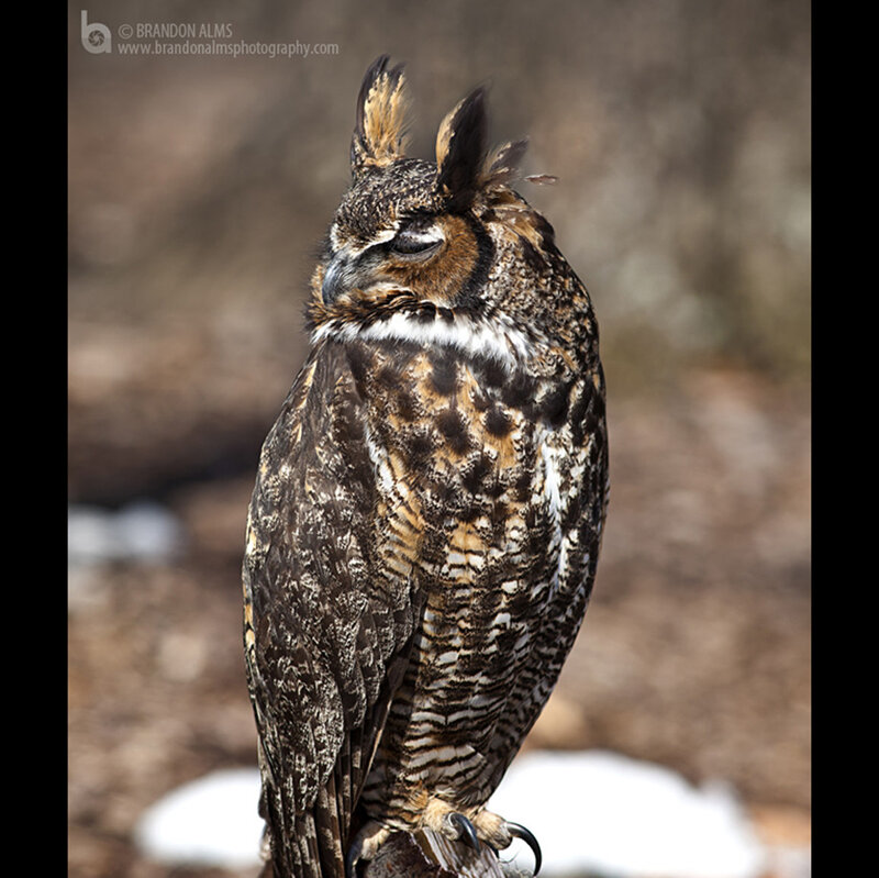 Great Horned Owl — Brown, Calm