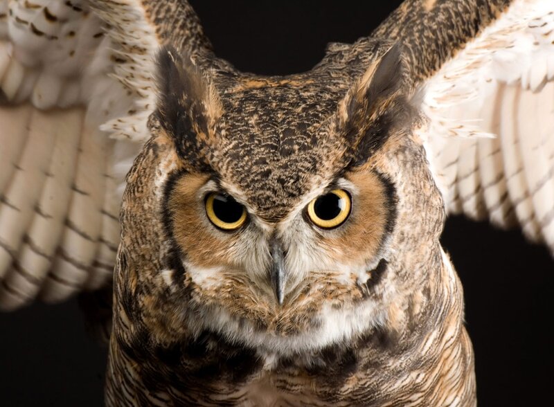 Great Horned Owl — Brown, Intense, Photograph