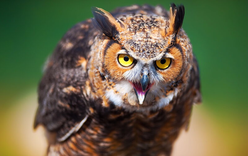 Great Horned Owl — Brown, Intense, Photograph, Yellow Eyes, Beak