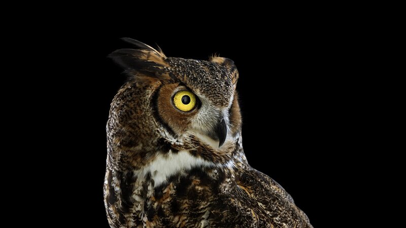 Great Horned Owl — Brown, Intense, Photograph, Yellow Eyes, Black Background