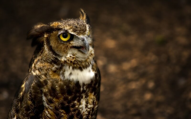 Great Horned Owl — Brown, Intense, Photograph, Yellow Eyes, Brown Feathers
