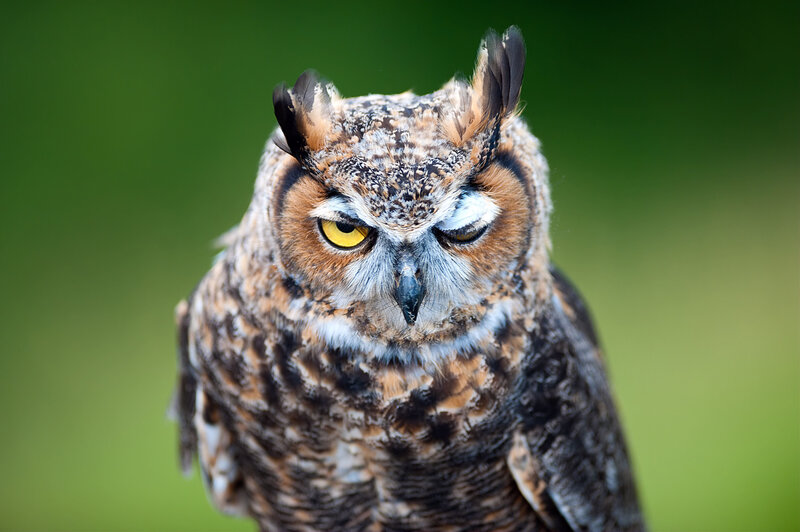 Great Horned Owl — Brown, Intense, Photograph, Yellow Eyes, Feather Tufts