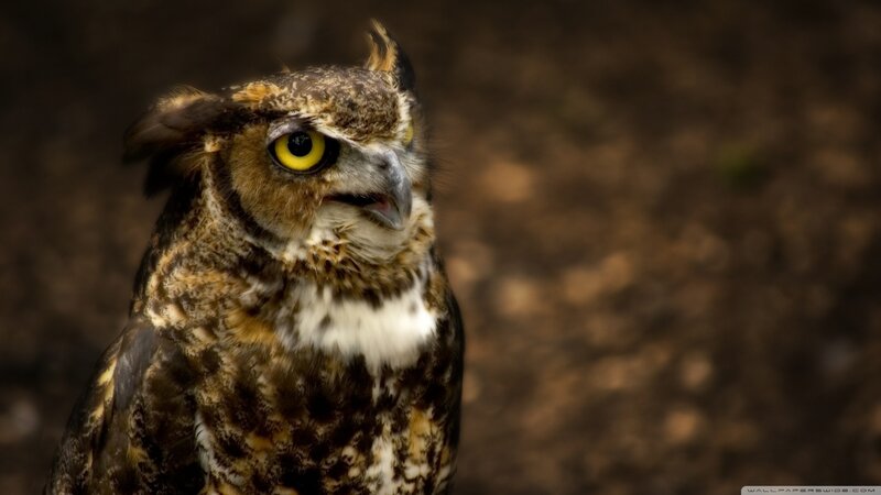 Great Horned Owl — Brown, Intense, Photograph, Yellow Eyes, Feathers, Beak