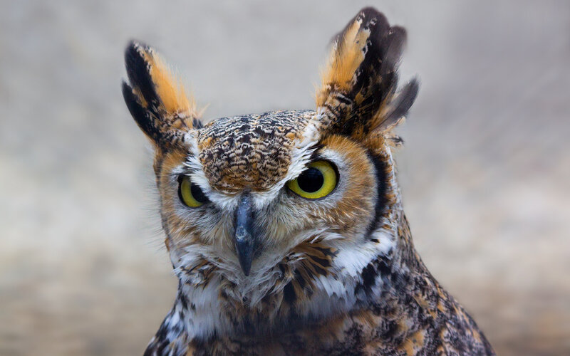 Great Horned Owl — Brown, Intense, Photograph, Yellow Eyes, Feathers, Beak, White, Black