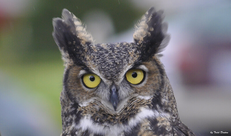 Great Horned Owl — Brown, Intense, Photograph, Yellow Eyes, Feathers