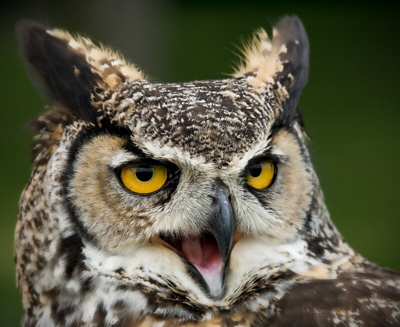 Great Horned Owl — Brown, Intense
