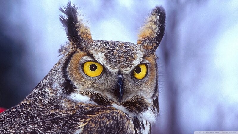 Great Horned Owl — Brown, Intense, Winter