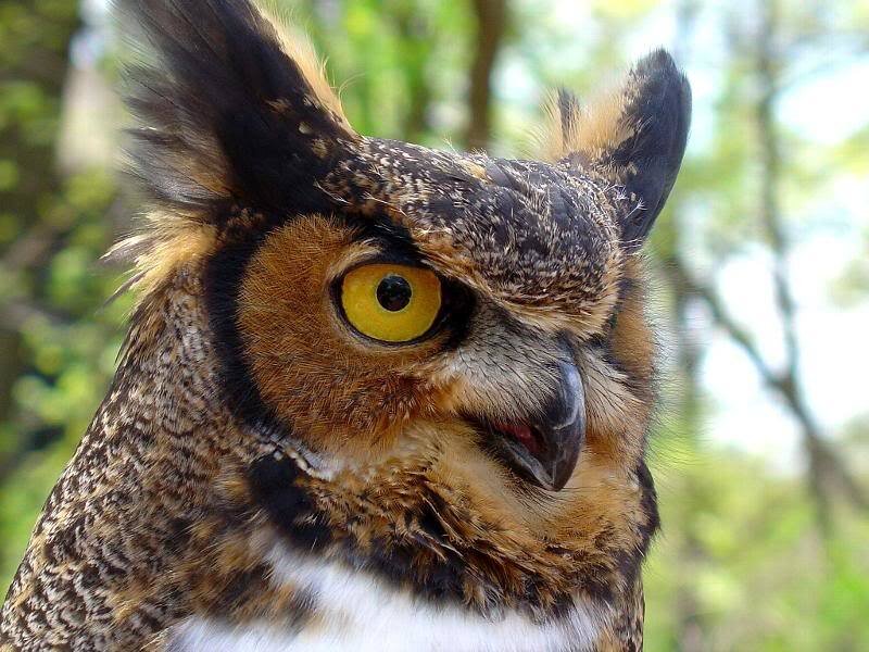 Great Horned Owl — Brown