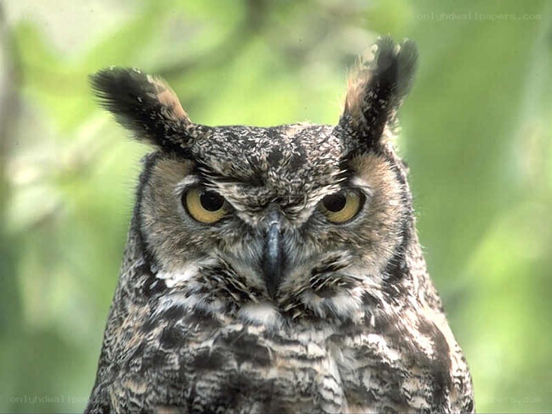 Great horned owl close-up