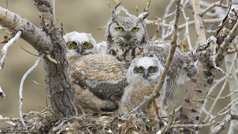 Great Horned Owl Family — Brown