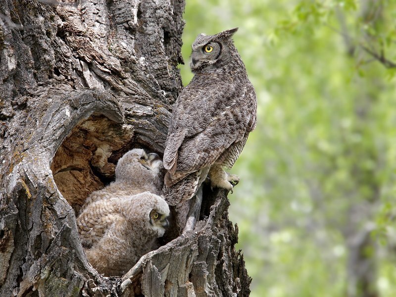 Great Horned Owl Family — Gray