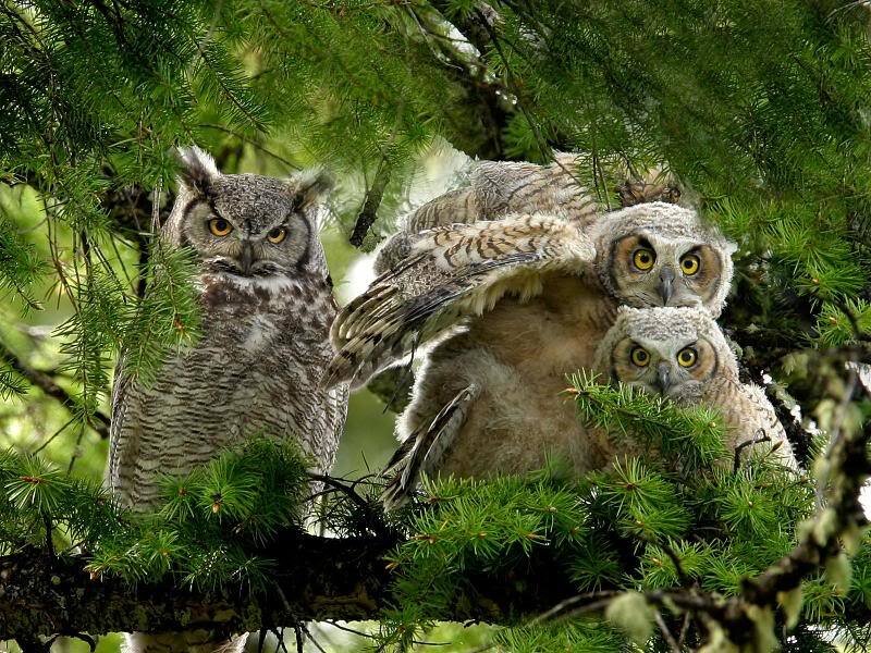 Great Horned Owl Family