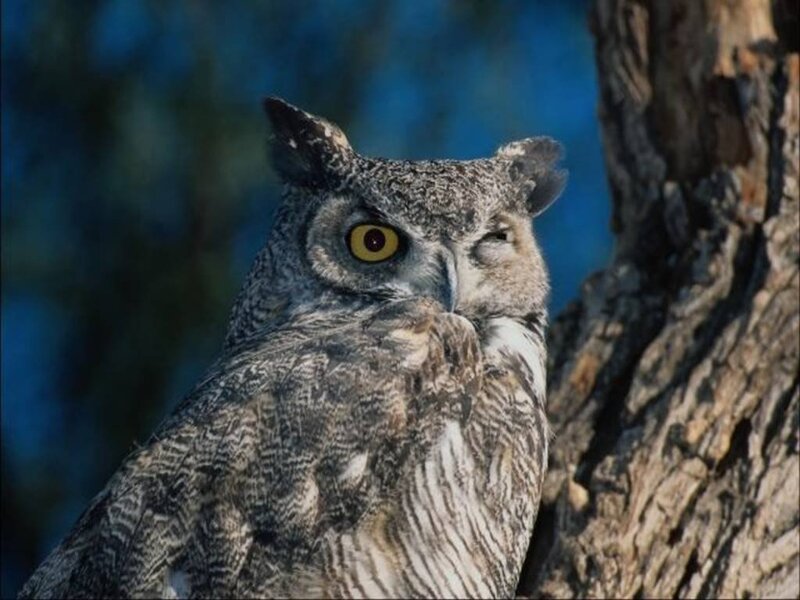Great Horned Owl — Gray, Alert