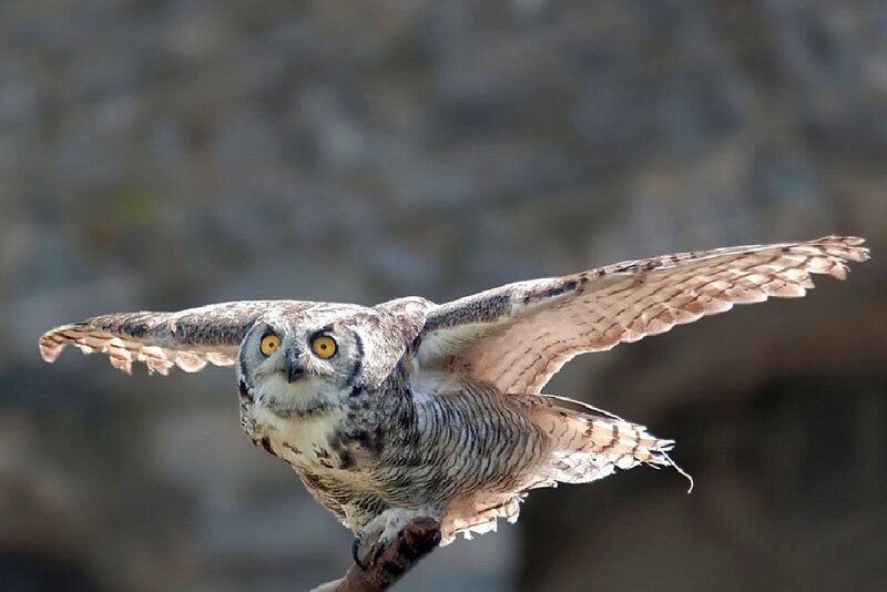 Great Horned Owl in Flight