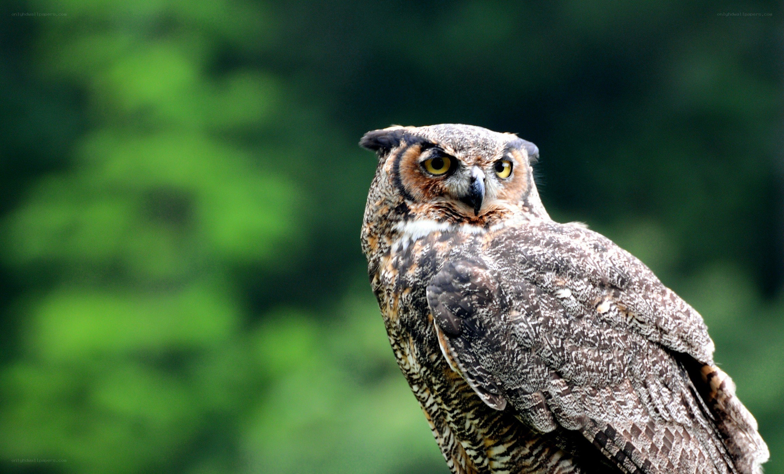 Great horned owl in forest
