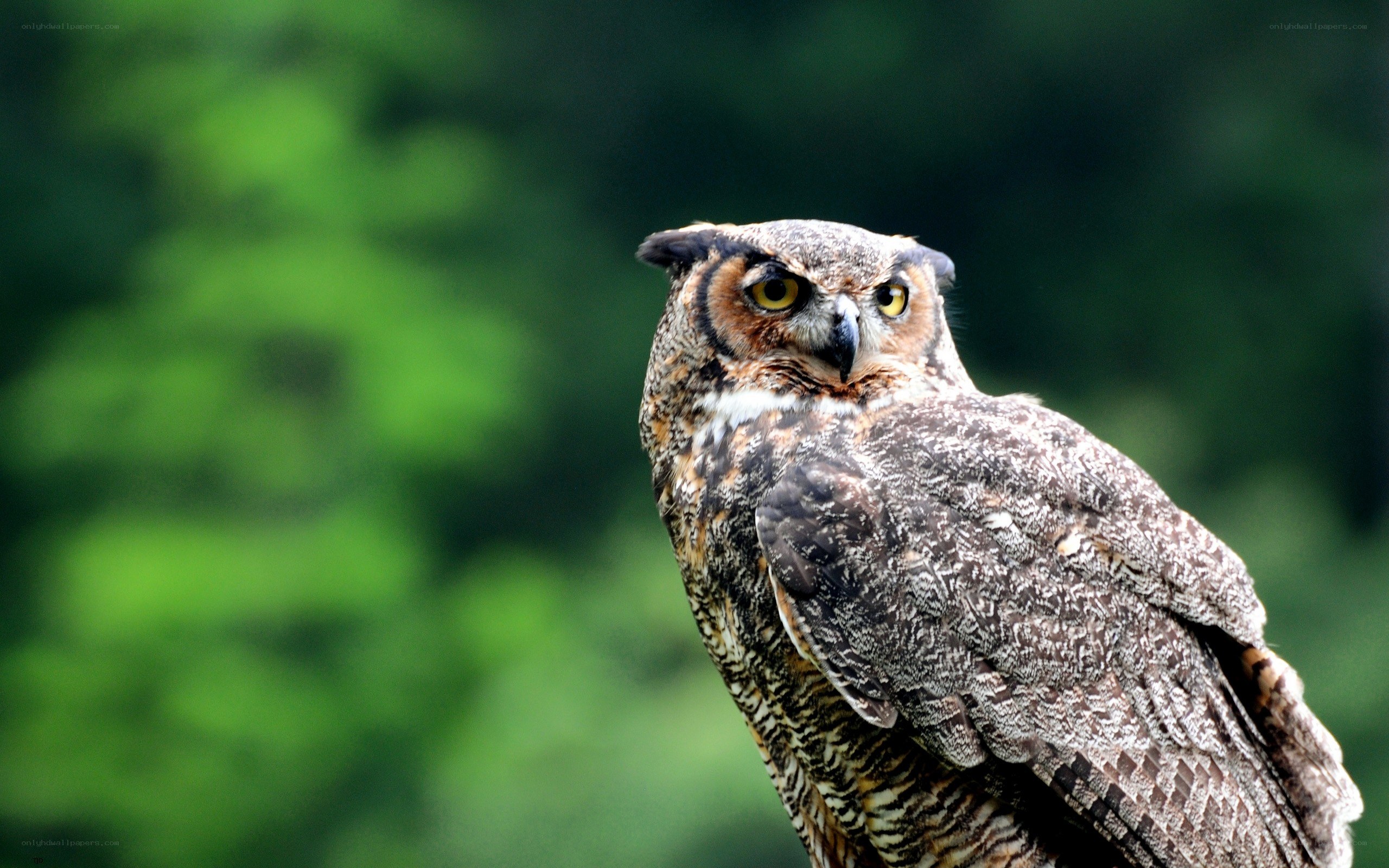 Great horned owl in forest