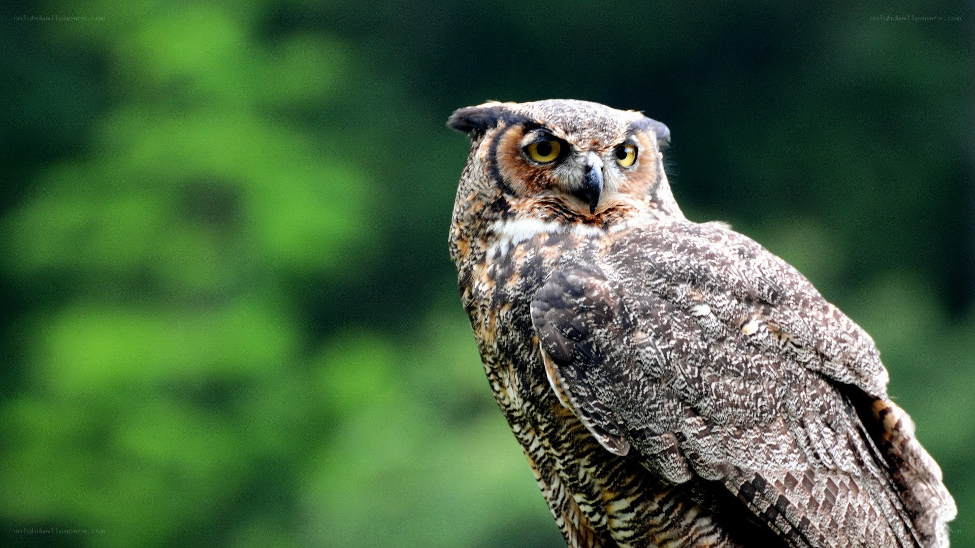 Great horned owl in forest