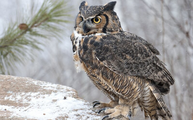 Great horned owl in snow