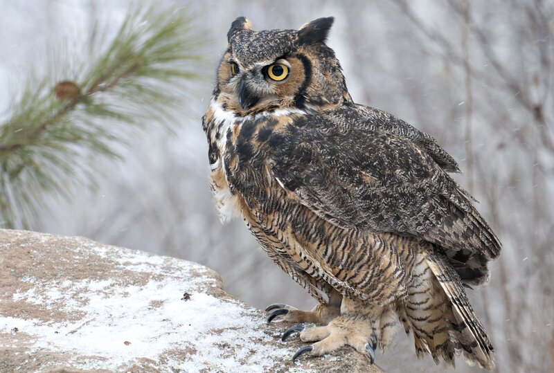 Great horned owl in snow