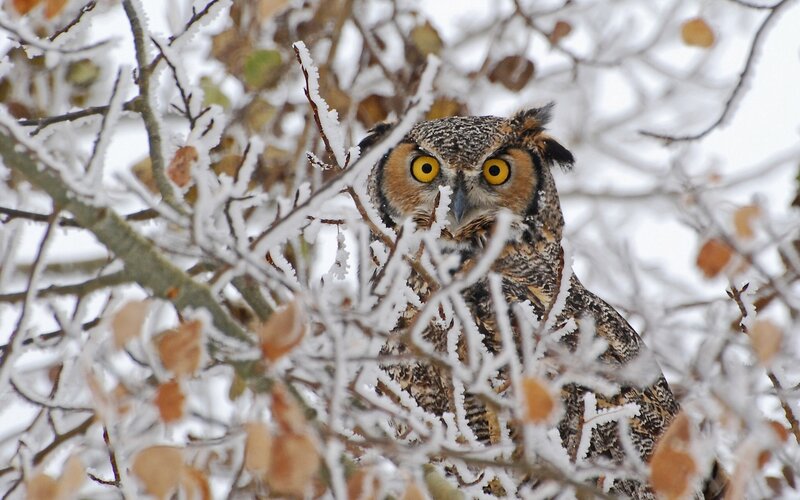 Great Horned Owl in Tree — Brown, Alert