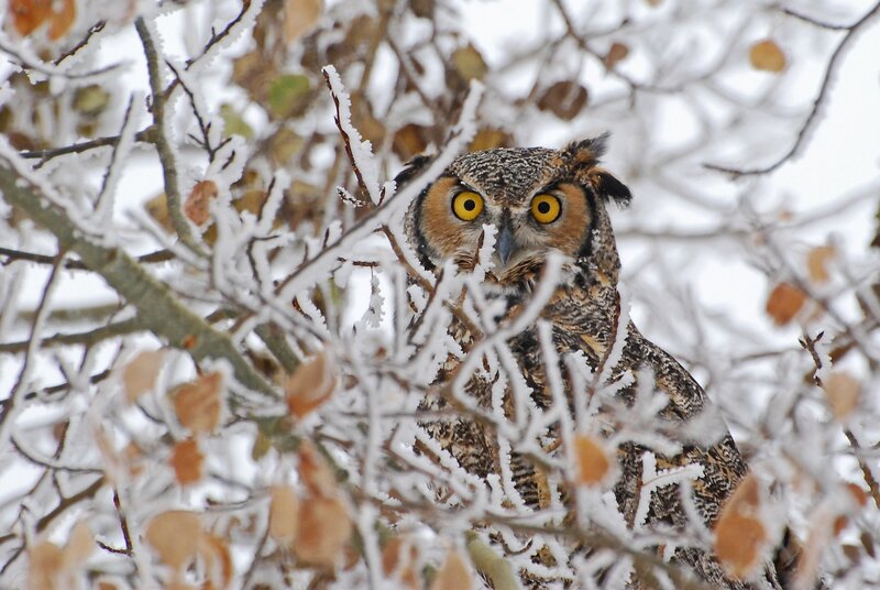 Great Horned Owl in Tree — Brown, Alert, Winter