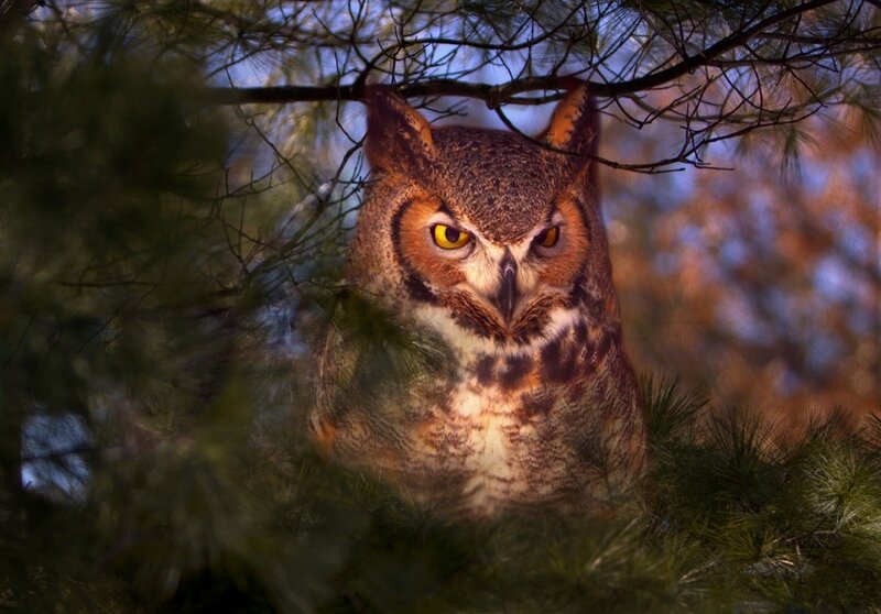 Great Horned Owl in Tree — Brown