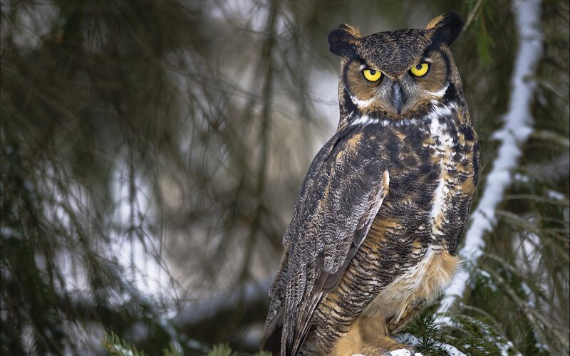 Great horned owl in winter