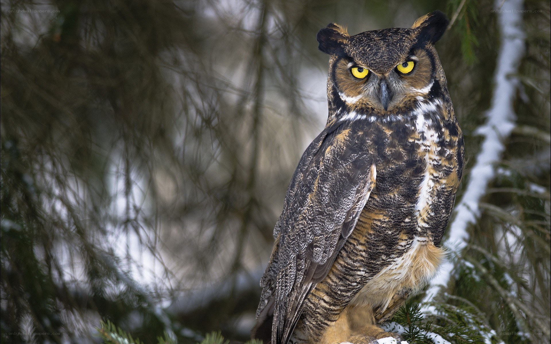 Great horned owl in winter