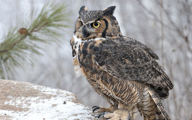 Great horned owl in winter