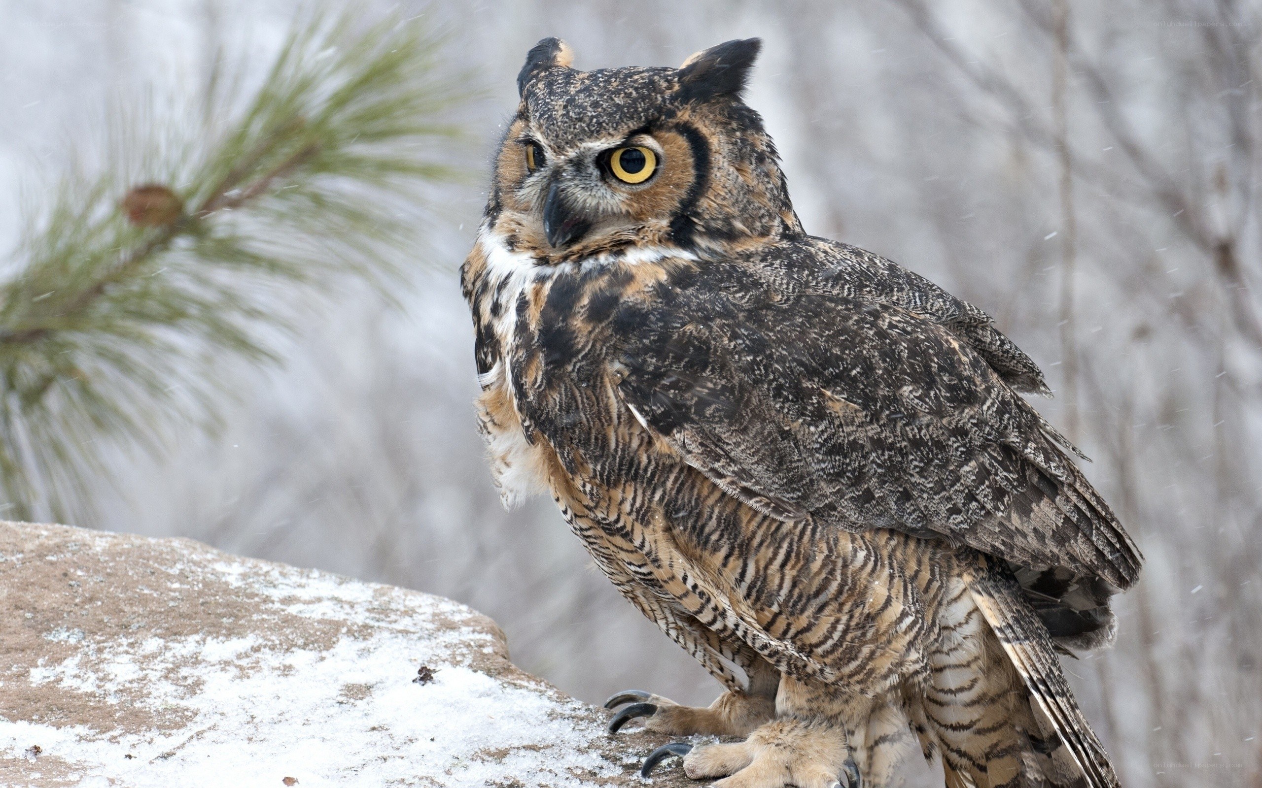 Great horned owl in winter