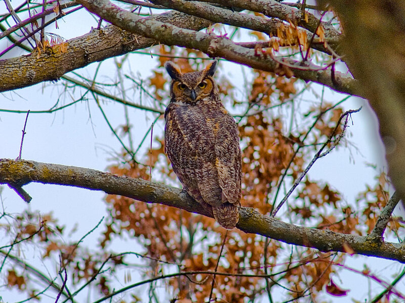 Great horned owl on a branch
