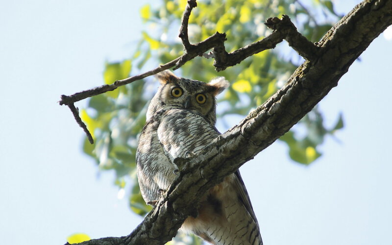 Great Horned Owl on Branch — Brown, Calm