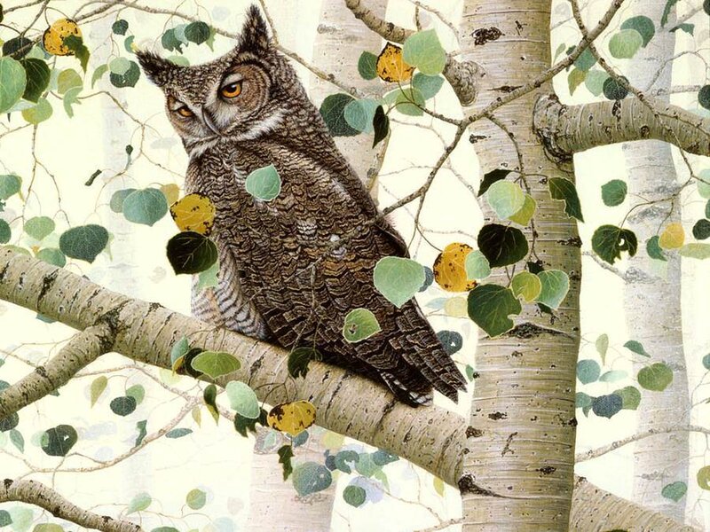 Great Horned Owl on Branch — Brown