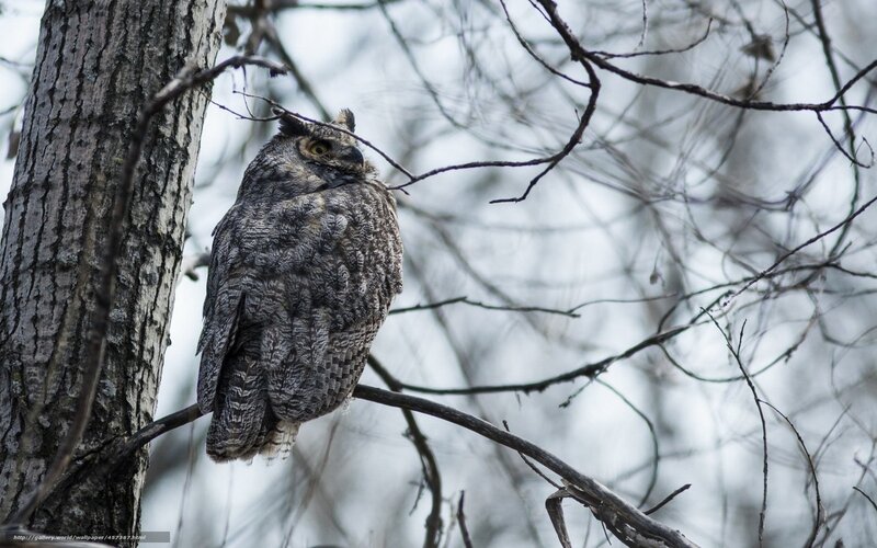 Great Horned Owl on Branch — Gray, Calm
