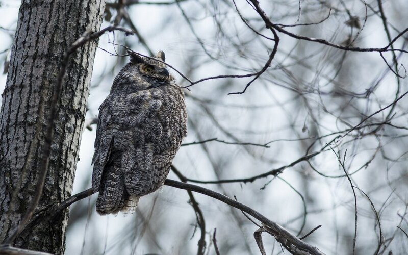 Great Horned Owl on Branch — Gray
