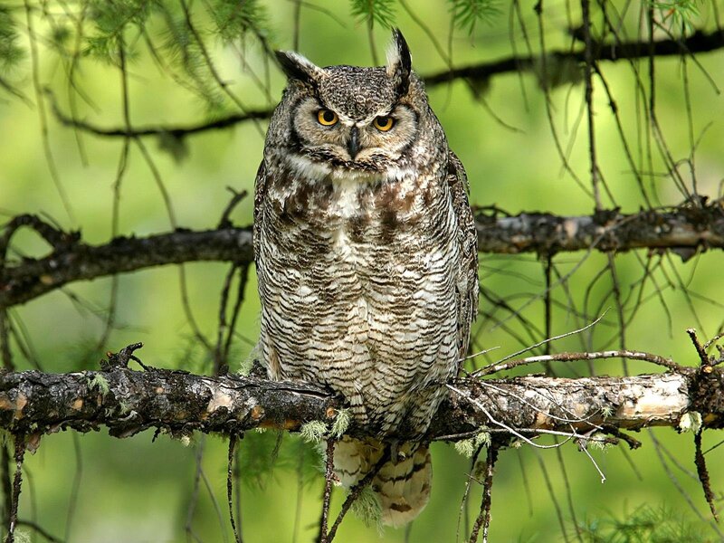 Great Horned Owl on Branch — Green