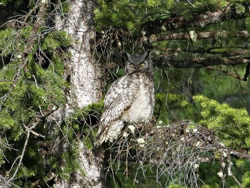 Great Horned Owl on Branch