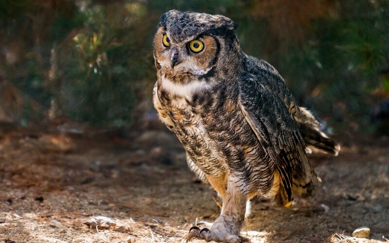 Great horned owl on forest floor