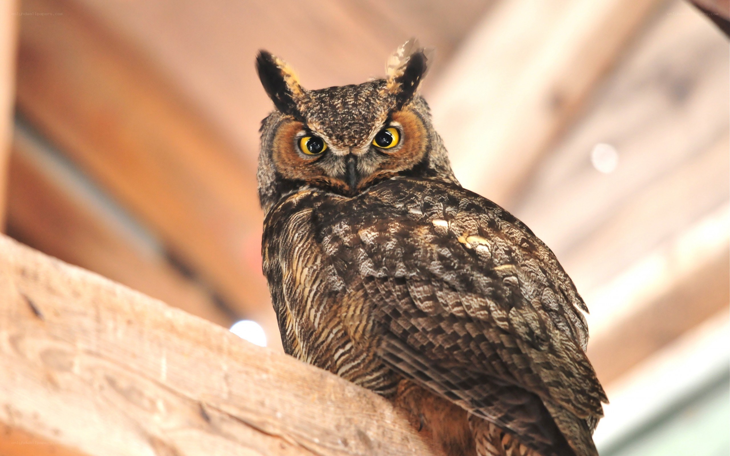 Great horned owl perched