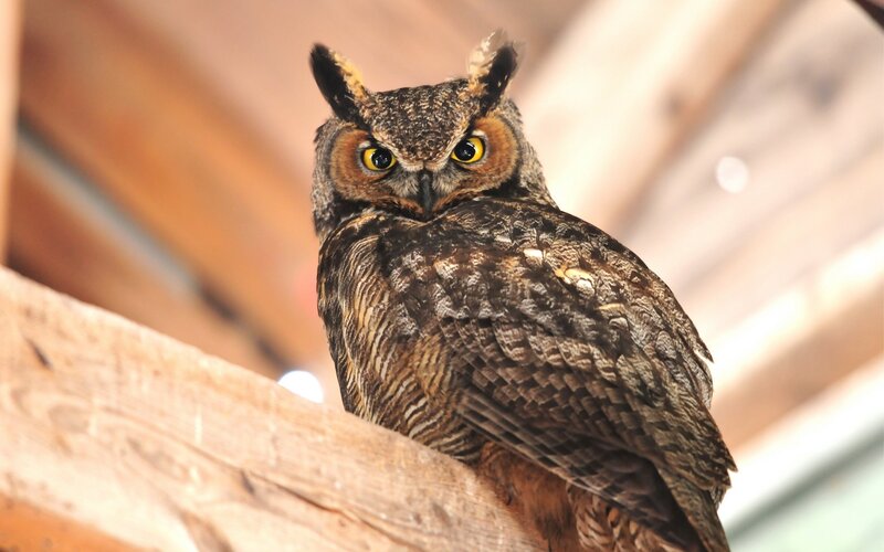 Great horned owl perched on wood