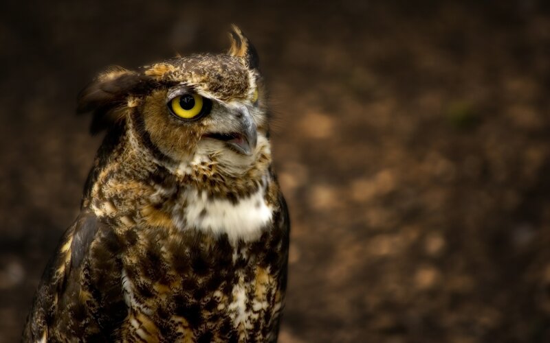 Great Horned Owl — Photograph